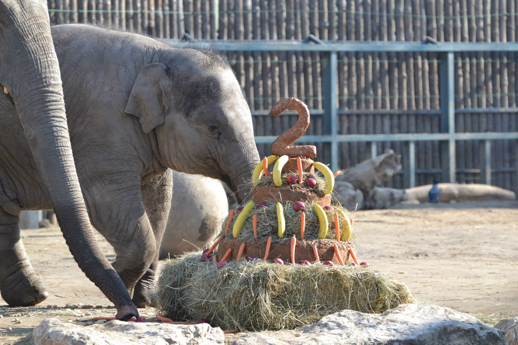 Szülinaaaaap az állatkertben!!! Óriási tortát kapott az elefántbébi