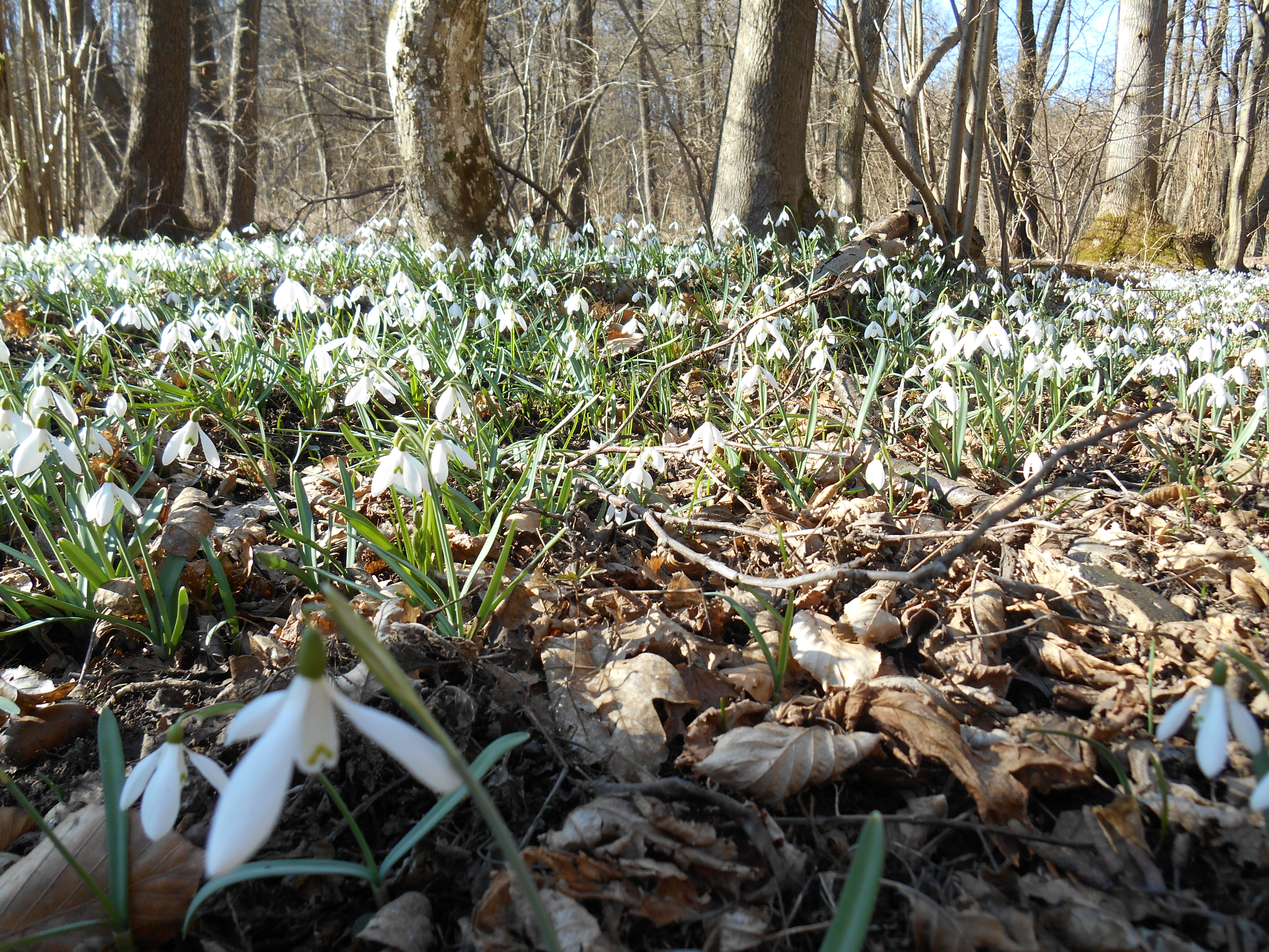 Pózolj hóvirággal!