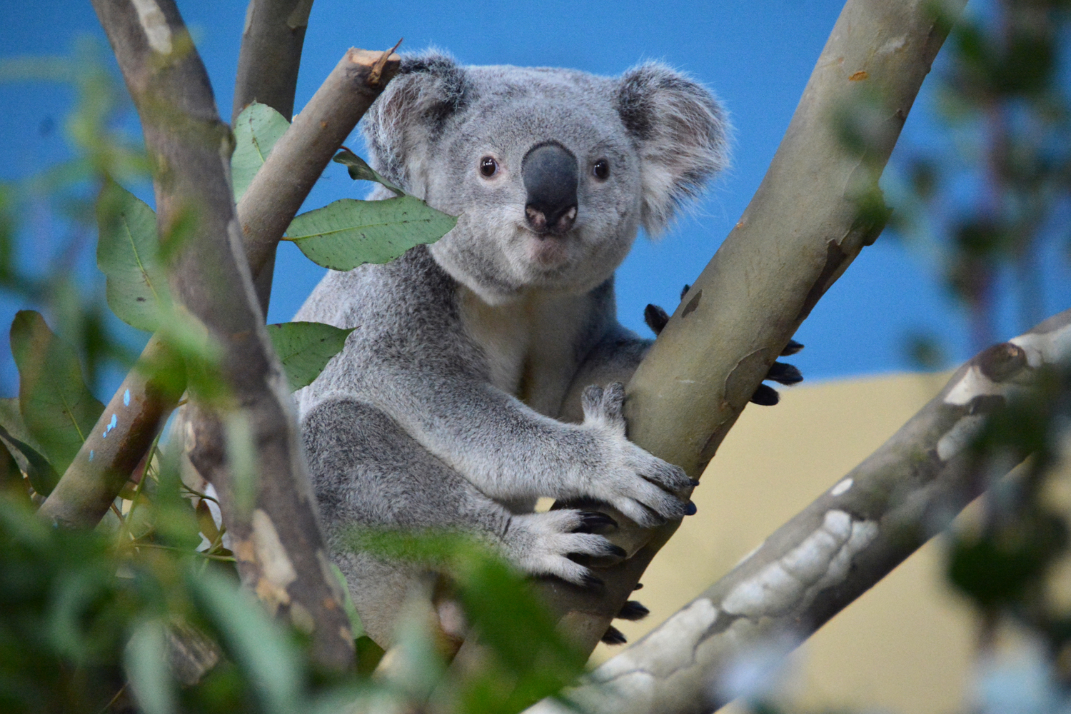 Most először! – Végre Budapesten is láthatunk koalákat!