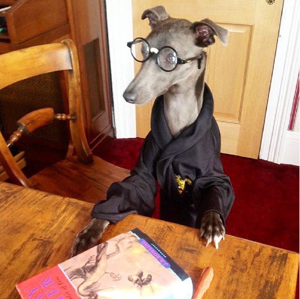 Rupert, a sokoldalú kutyus