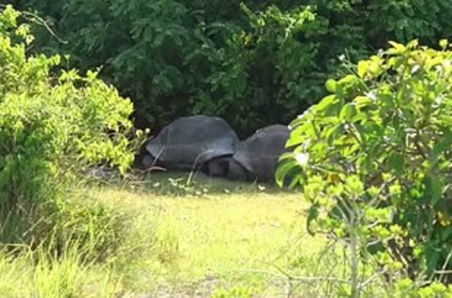 Riporterre támadt a közösülés közben megzavart teknős