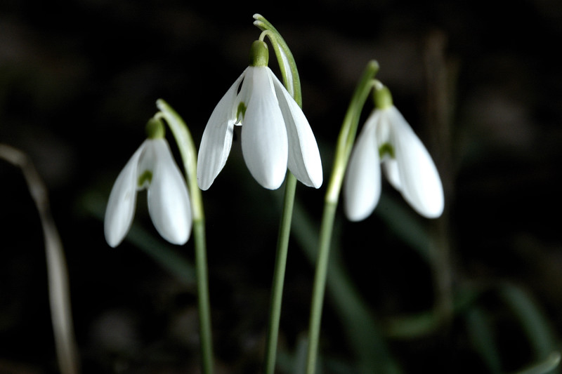 Hóvirágot Nőnapra? Nem szabad!