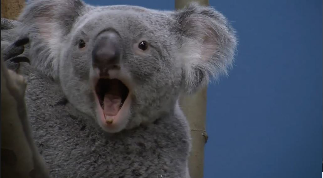 Utálják a sztáréletet a fővárosi állatkert koalái!