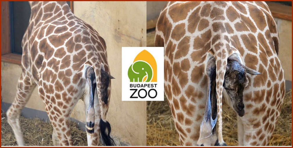 Látogatók előtt hozta világra borját a zsiráf
