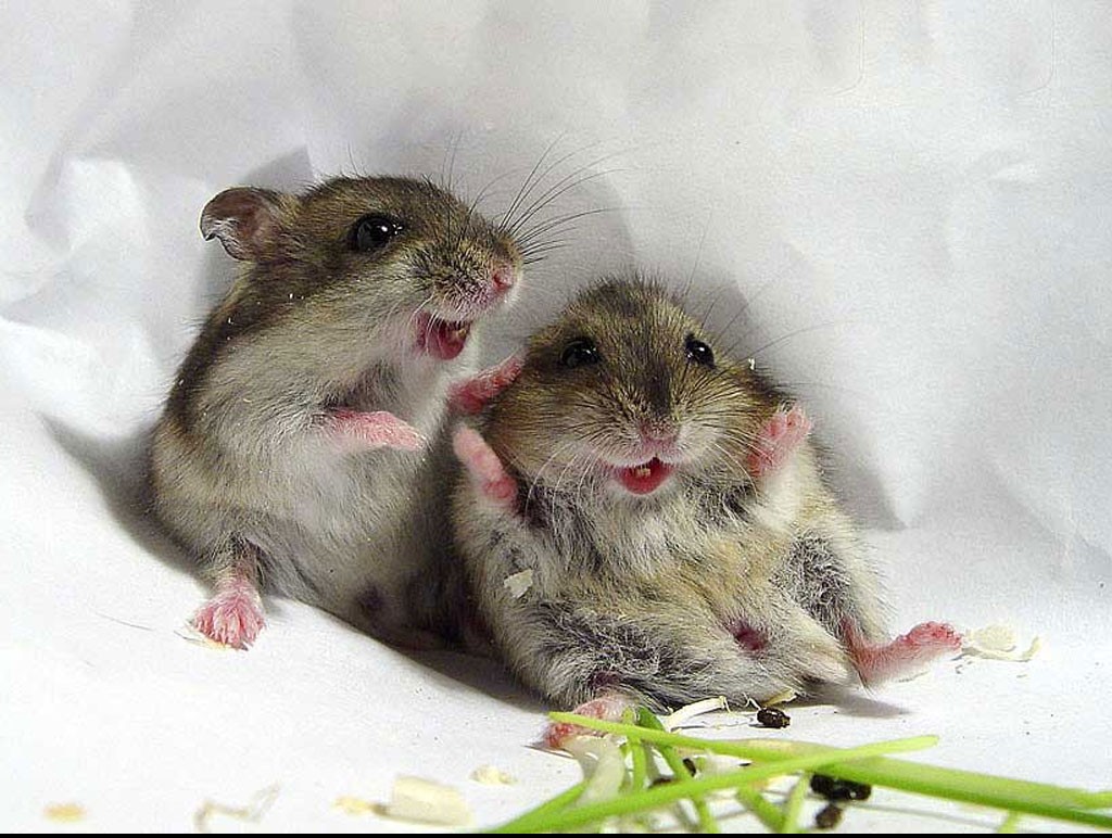 Tudtad, hogy a hörcsögöknek is van világnapja?