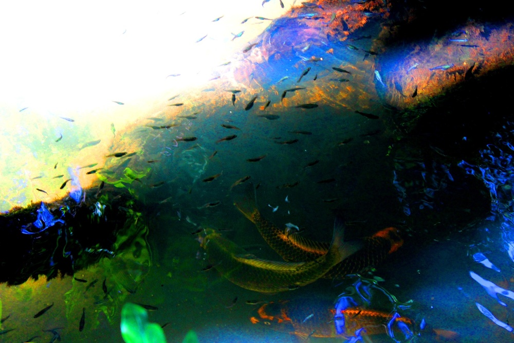 25000 dollár készpénzben egy szép természetfotóért? Miért is ne!