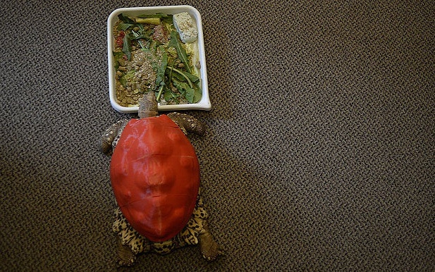 Páncélt kapott a beteg teknős