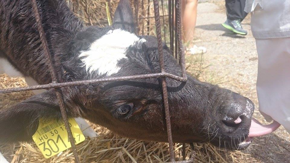 Neked volt tejtestvéred?