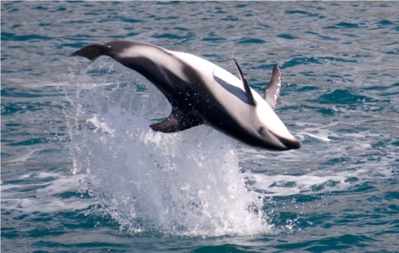 Veszélyben a világ legkisebb delfinje
