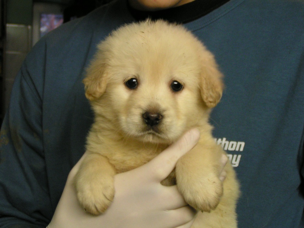 Diákok készítettek reklámfilmet az állatokért