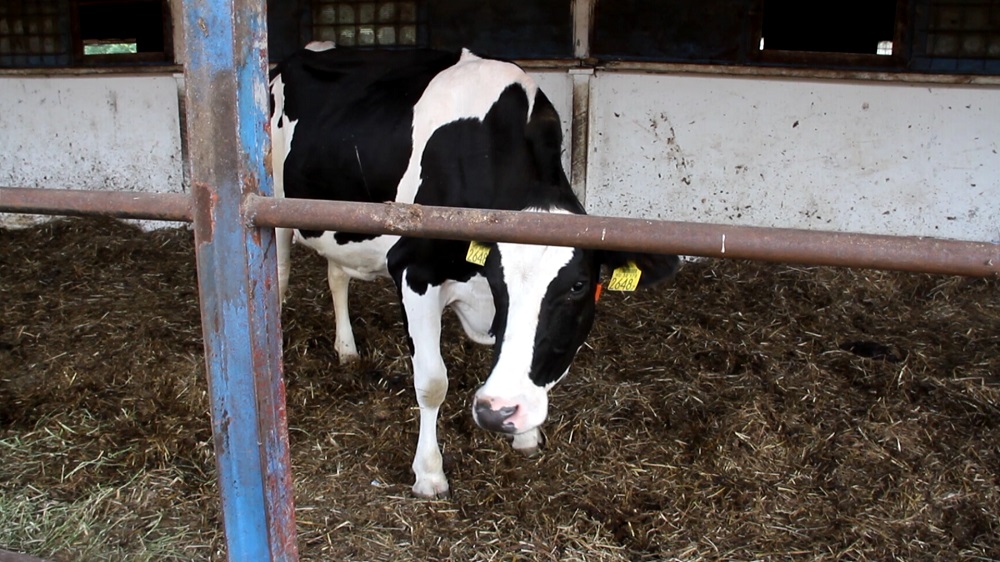 A tehén megmenekült!