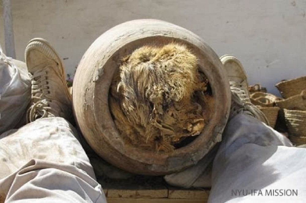 Nyolcmillió mumifikált kutya egy tömegsírban