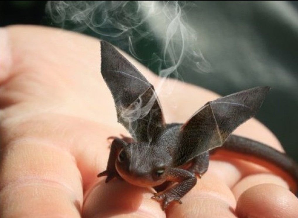 Sárkányfűárus fogadott minket Pannonhalmán