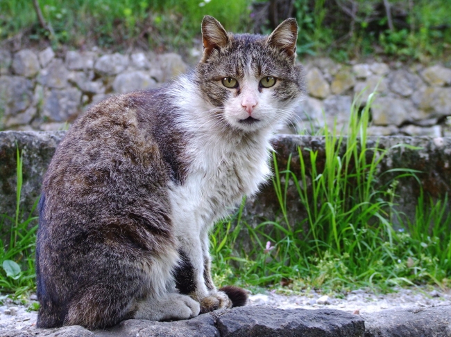 Reszkessenek a kóbor macskák Ausztráliában