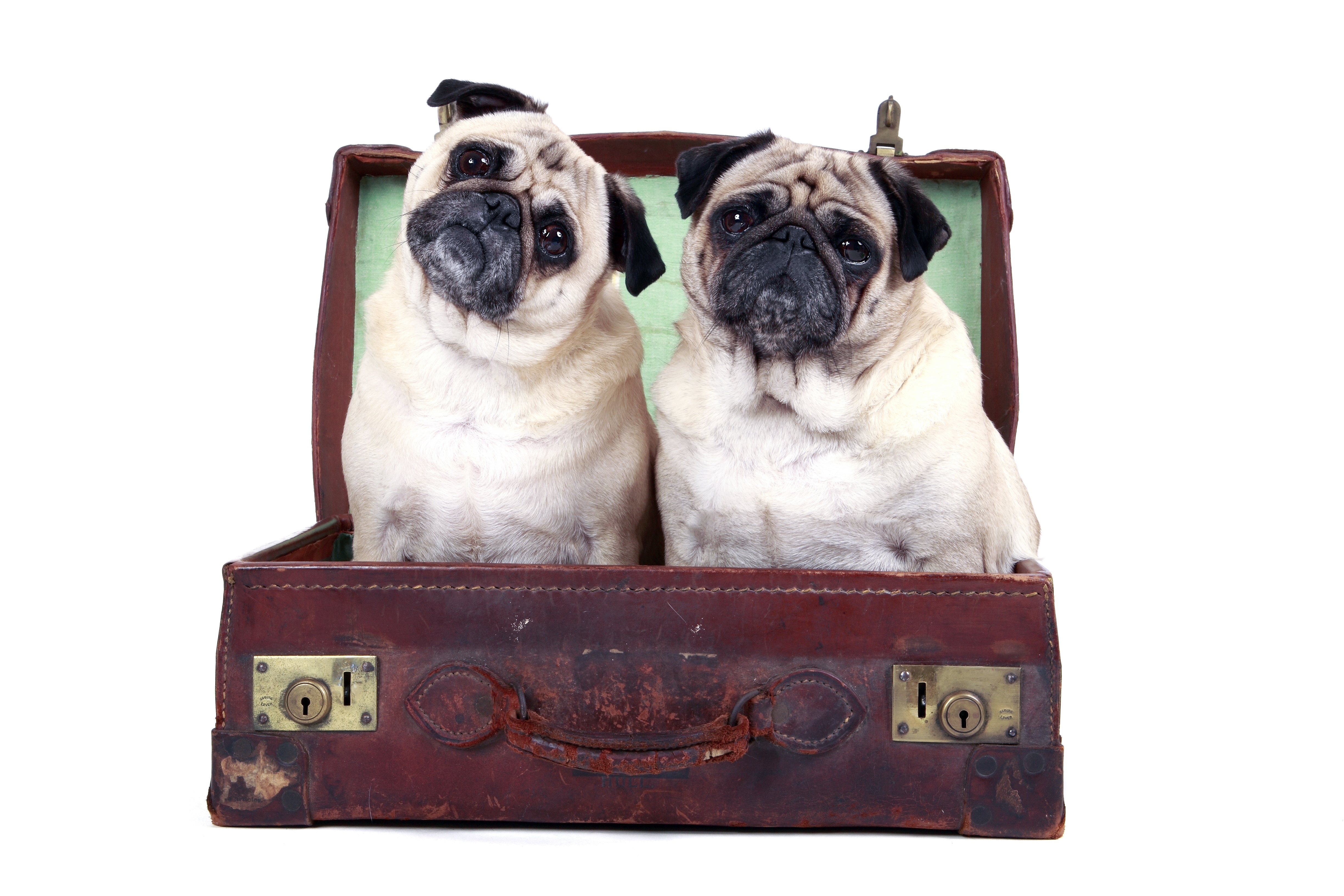 Küldd nyaralni a kutyusodat!