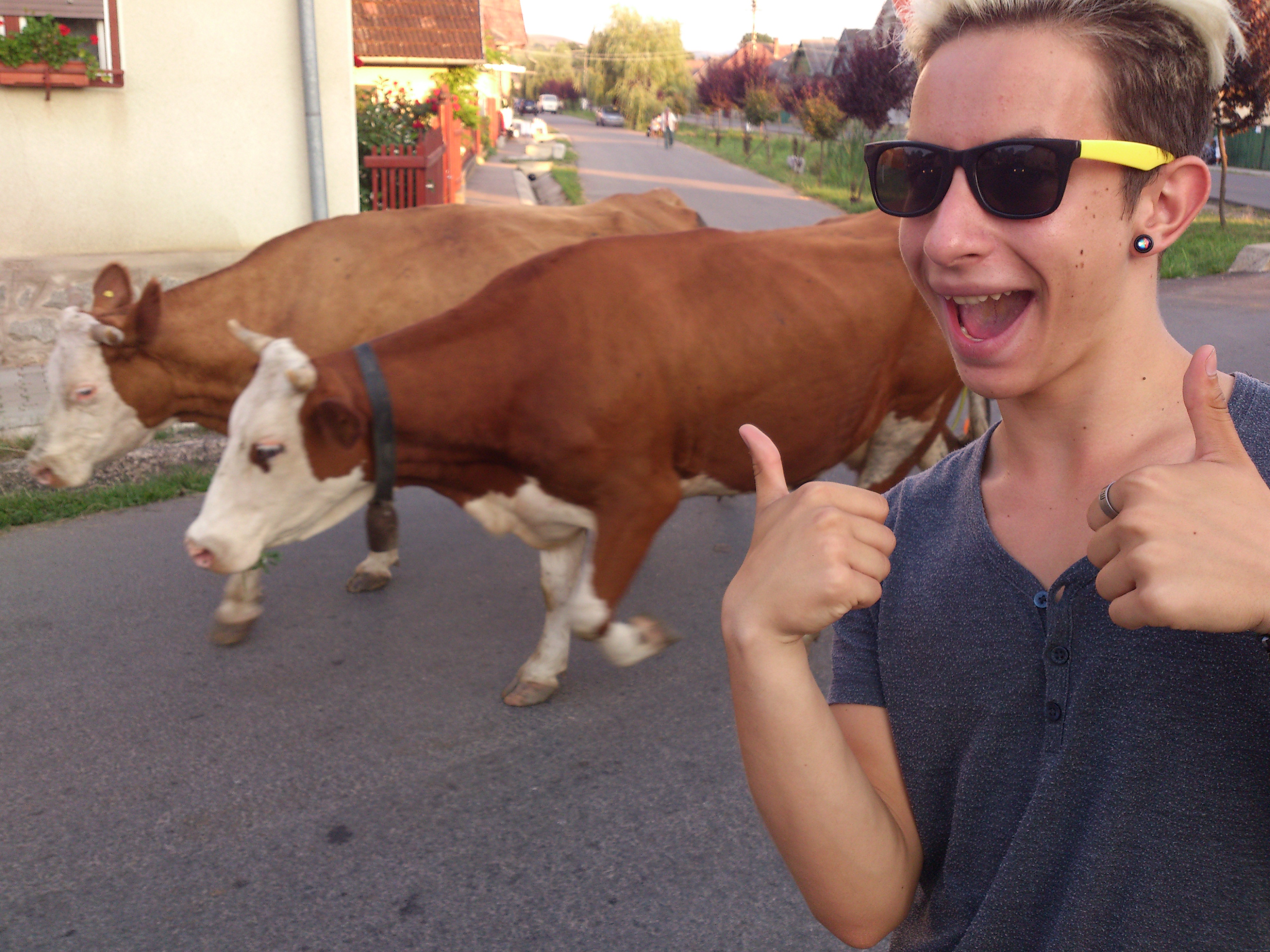 Olivér tehenekkel fotózkodik