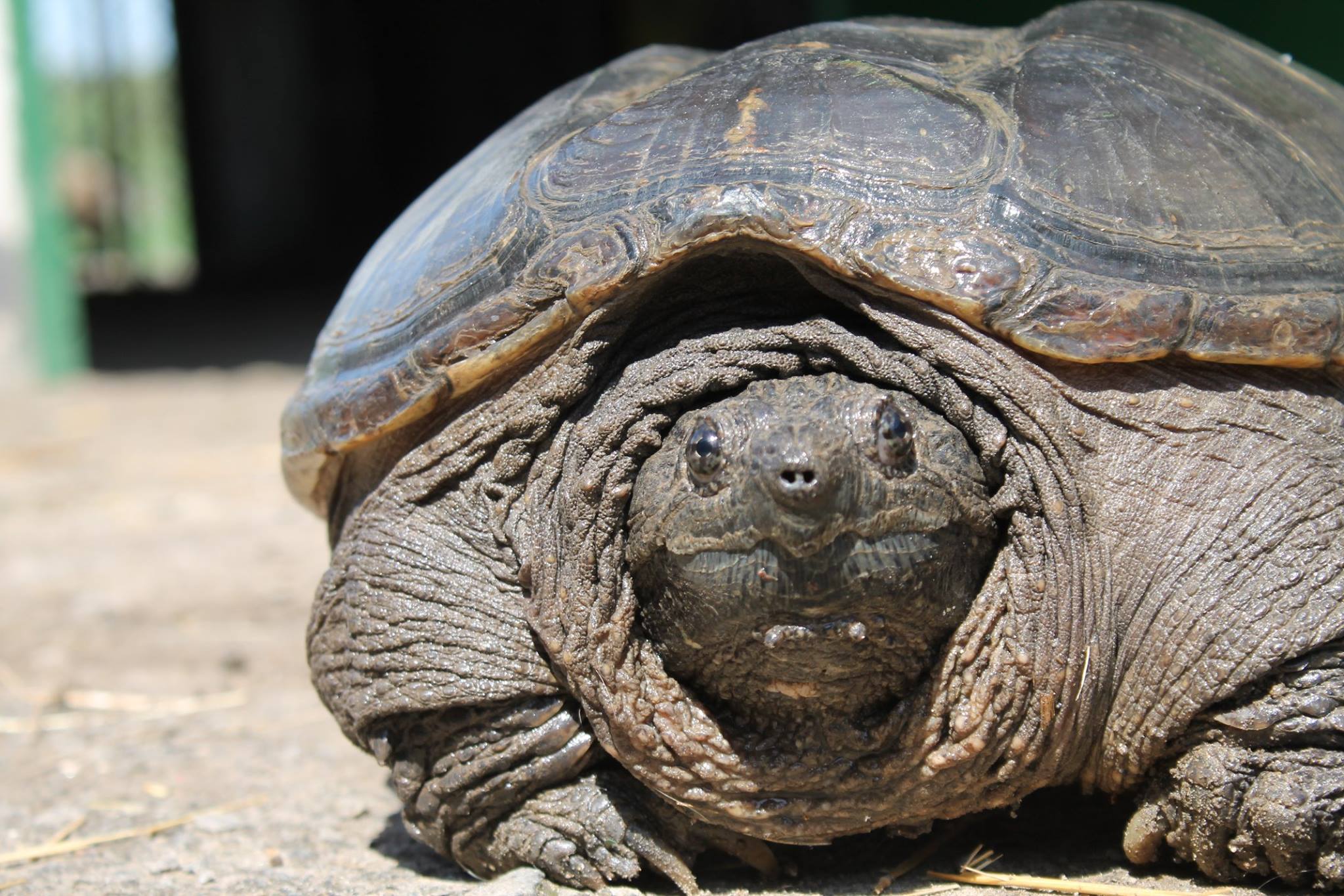 Teknős támadt rá az operatőr gépére
