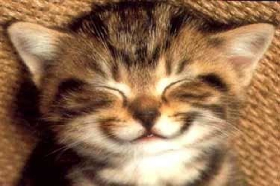 Vigyázat! Macska az akváriumban!