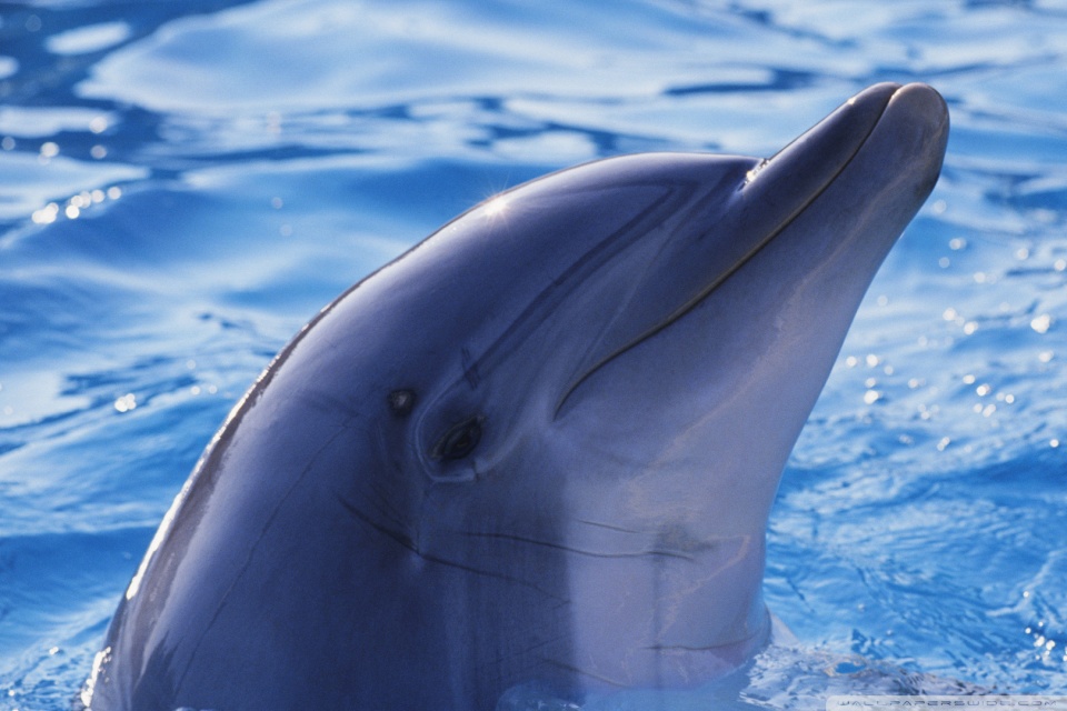 Visszaadta a delfin a tengerbe pottyant iPhone-t