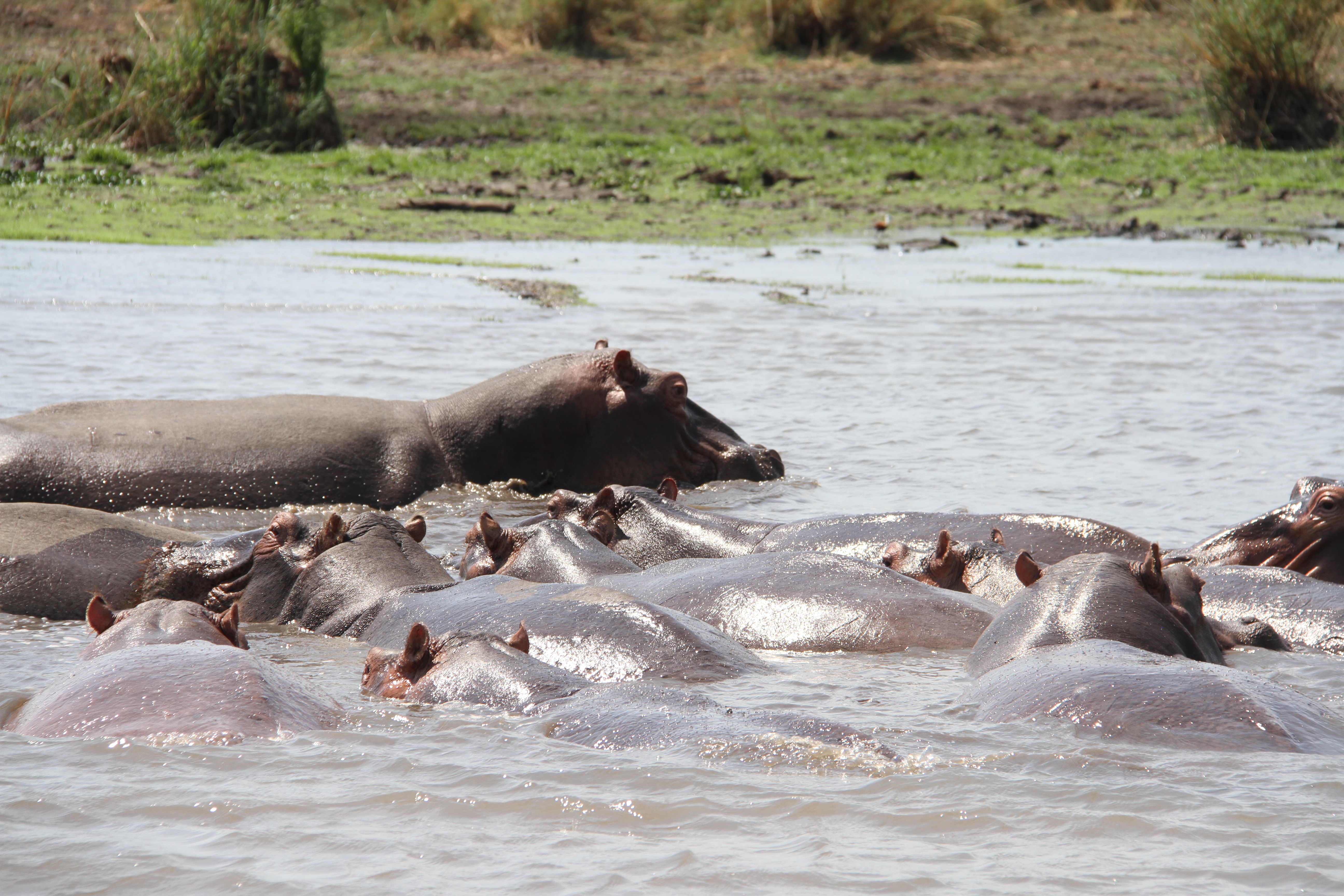 Malawiban a vízilovak párzására ébredhetnek a helyiek