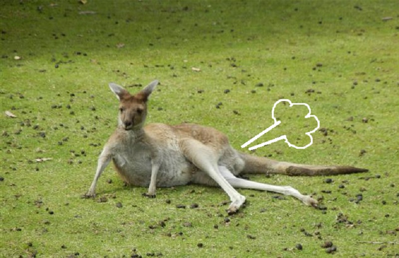 Kengurupukival a klímaváltozás ellen?