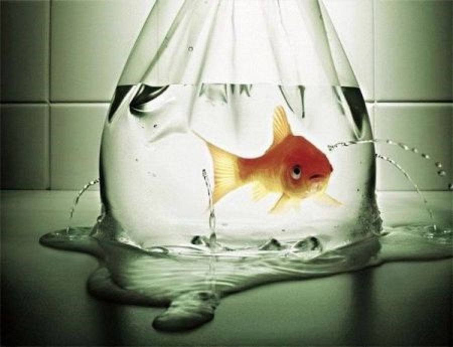 Ezeket kérnék a Középsuli szereplői egy aranyhaltól!