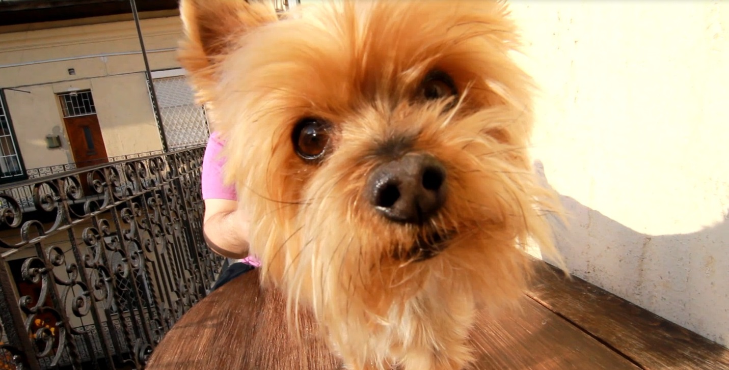 A szerkesztőség kabalakutyája – KÖZÉPSULI TV