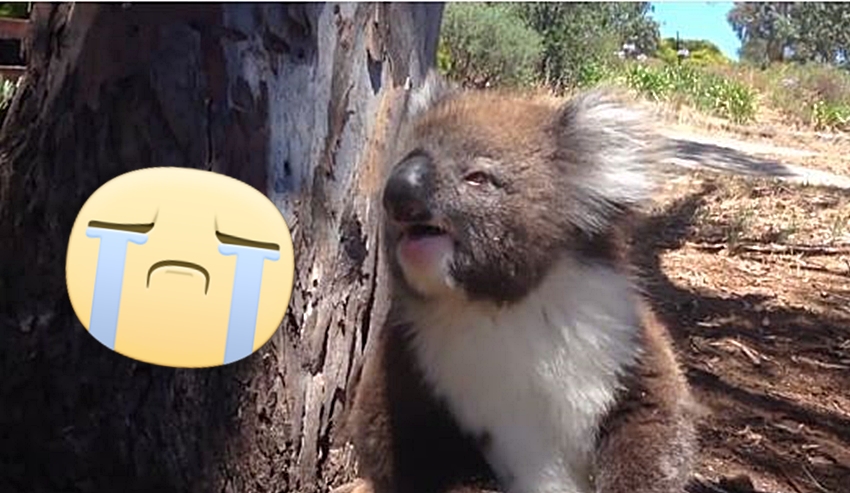 Az egész internet egy zokogó koalának szurkol