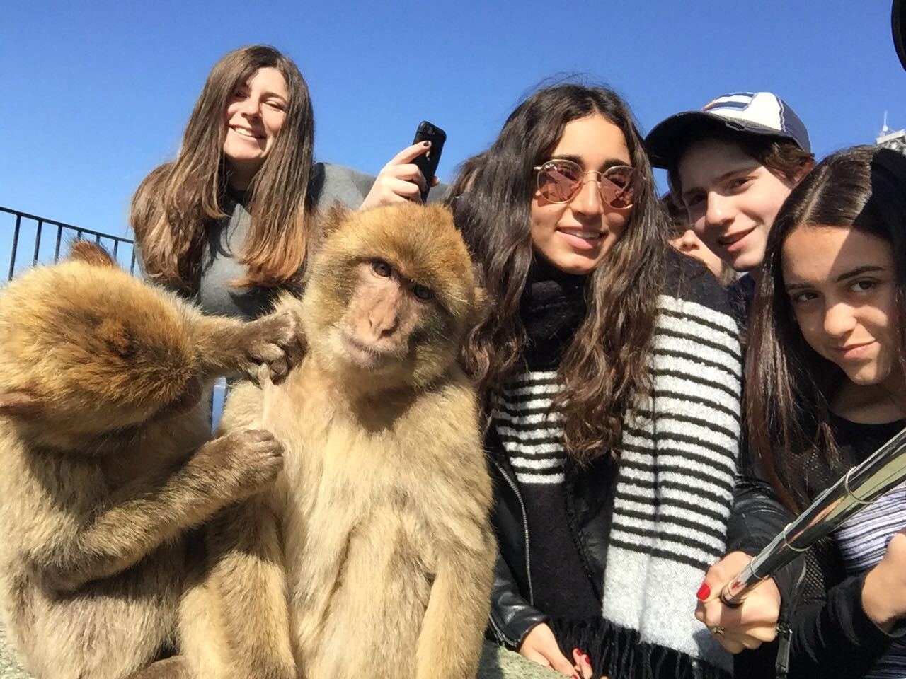 A majmok Gibraltáron sem kímélik a turistákat