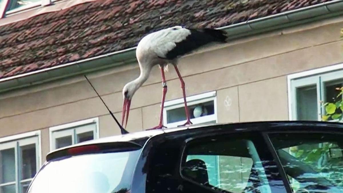 Pszichogólya egy német faluban