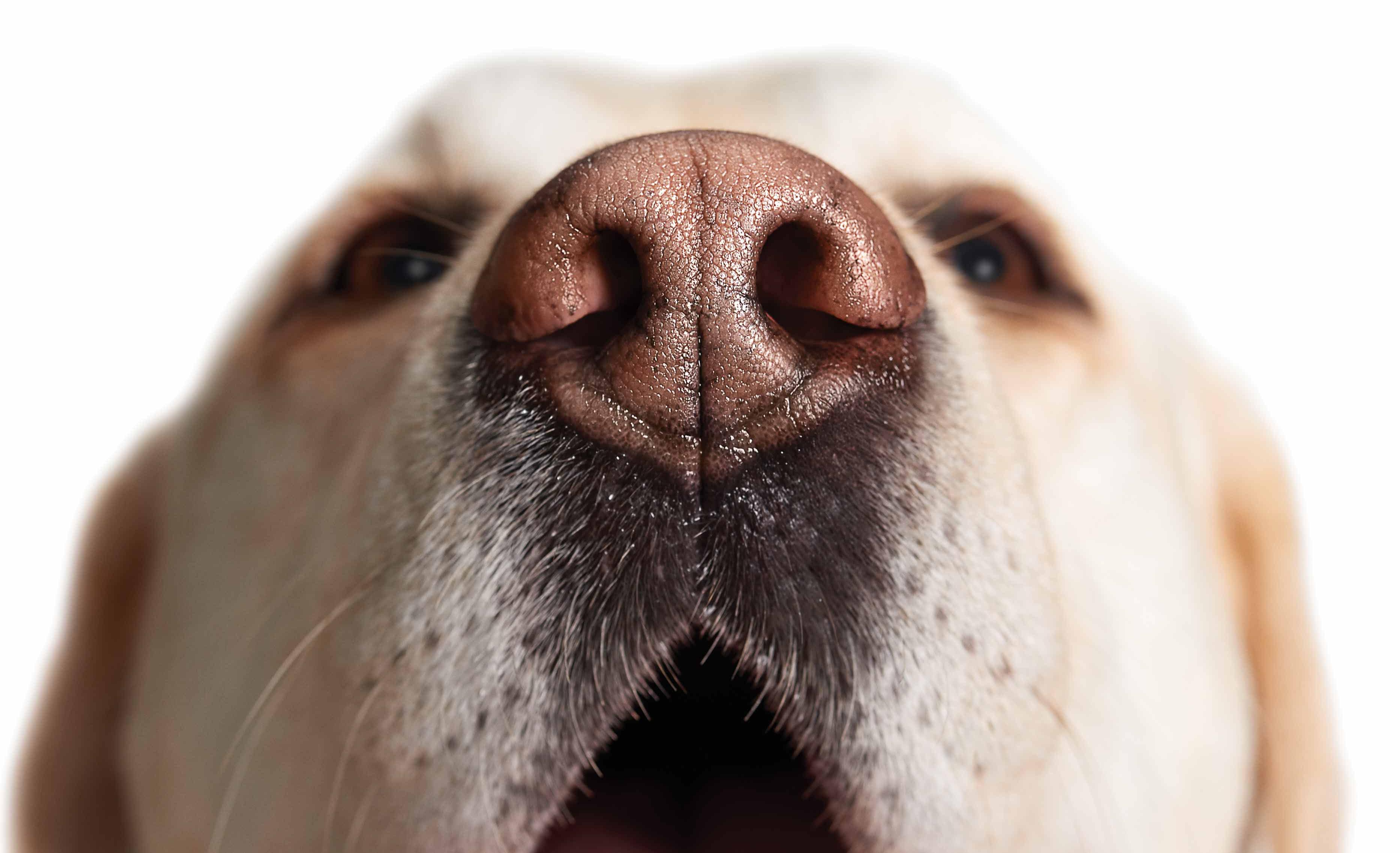 A kutyák az orrukkal látnak?