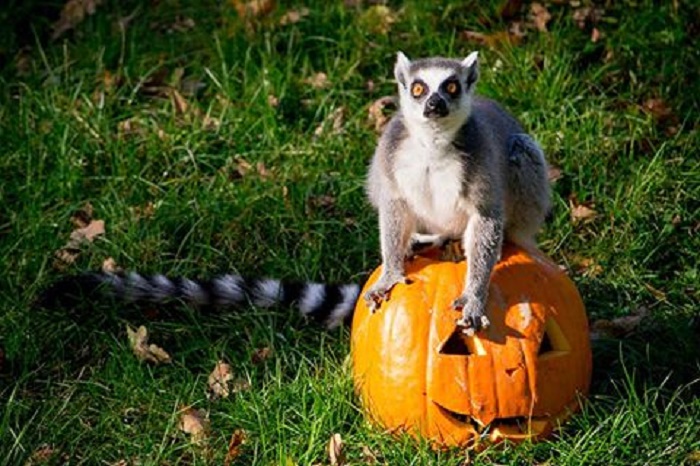 Tökbe rejtett finomságokat kaptak a nyíregyházi állatpark lakói