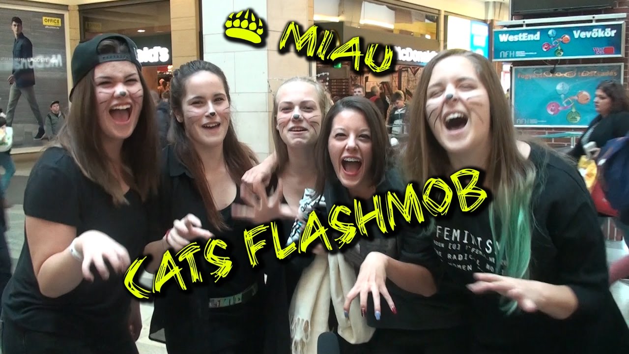 Macskák százai táncoltak a Westendben