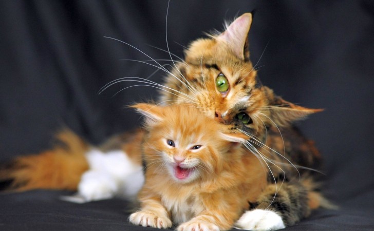 Milyen cicám legyen?