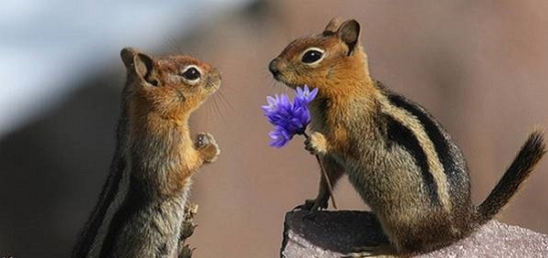 6 furcsa tény, amiért a szexuális életünk különbözik az állatokétól