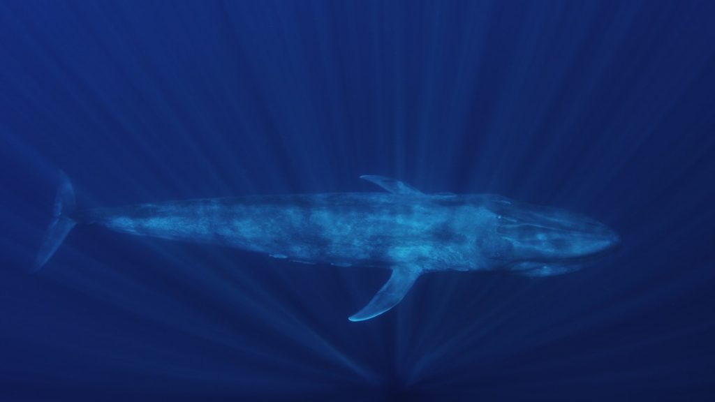 Internetes őrület – mi is az a Kék Bálna?