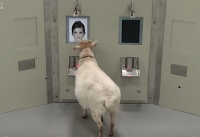 A bárányok is felismerik az emberi arcokat – videó