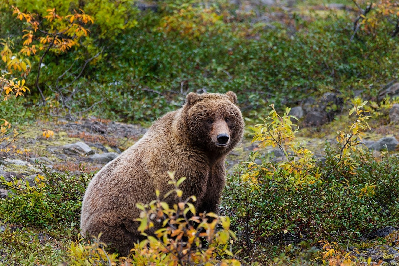 Egy hajszálon múlt, de túlélte a medvetámadást