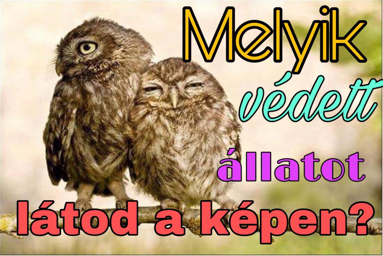 Melyik védett állat van a képen? – KVÍZ