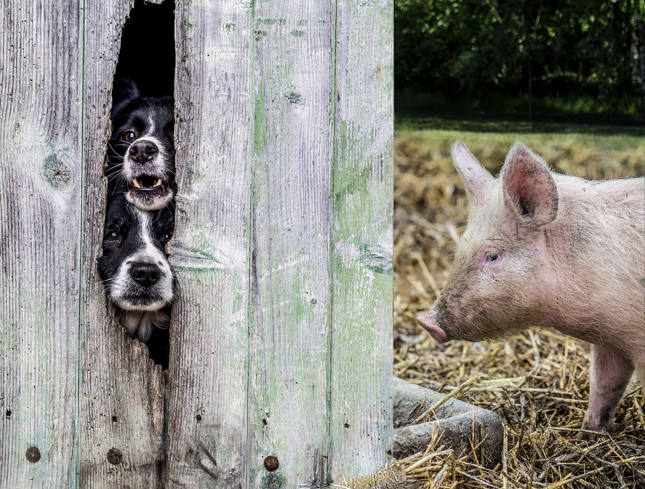 A kutyákról tudható, de a malacok is képesek kommunikálni az emberrel?