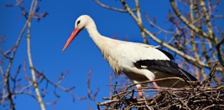 TESZT: felismered a gyermekdalokat jogásznyelven?