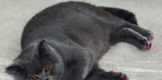 Az elhízottság sebezhetőbbé tesz a koronavírussal szemben