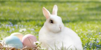 Miért a nyúl tojja a húsvéti tojást?