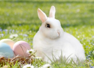 Miért a nyúl tojja a húsvéti tojást?
