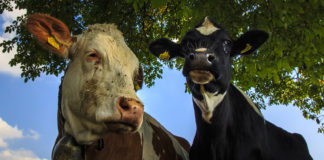 A marhák étrendje hatással van a globális felmelegedésre