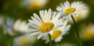 TESZT: beszélsz virágnyelven?