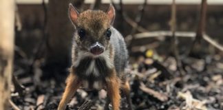 Őzegér született! – Ez nem a Photoshop műve