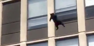 Ez a macska bizonyította, hogy több élete is van!