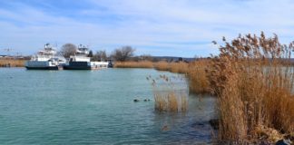 Ezek a balatoni halak örülhetnek, védelmet kaptak