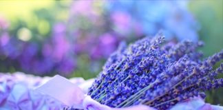 Ismerd fel a gyógynövényeket képek alapján! – Kvíz!